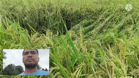 jackpot hybrid rice characteristics|NK5017 .